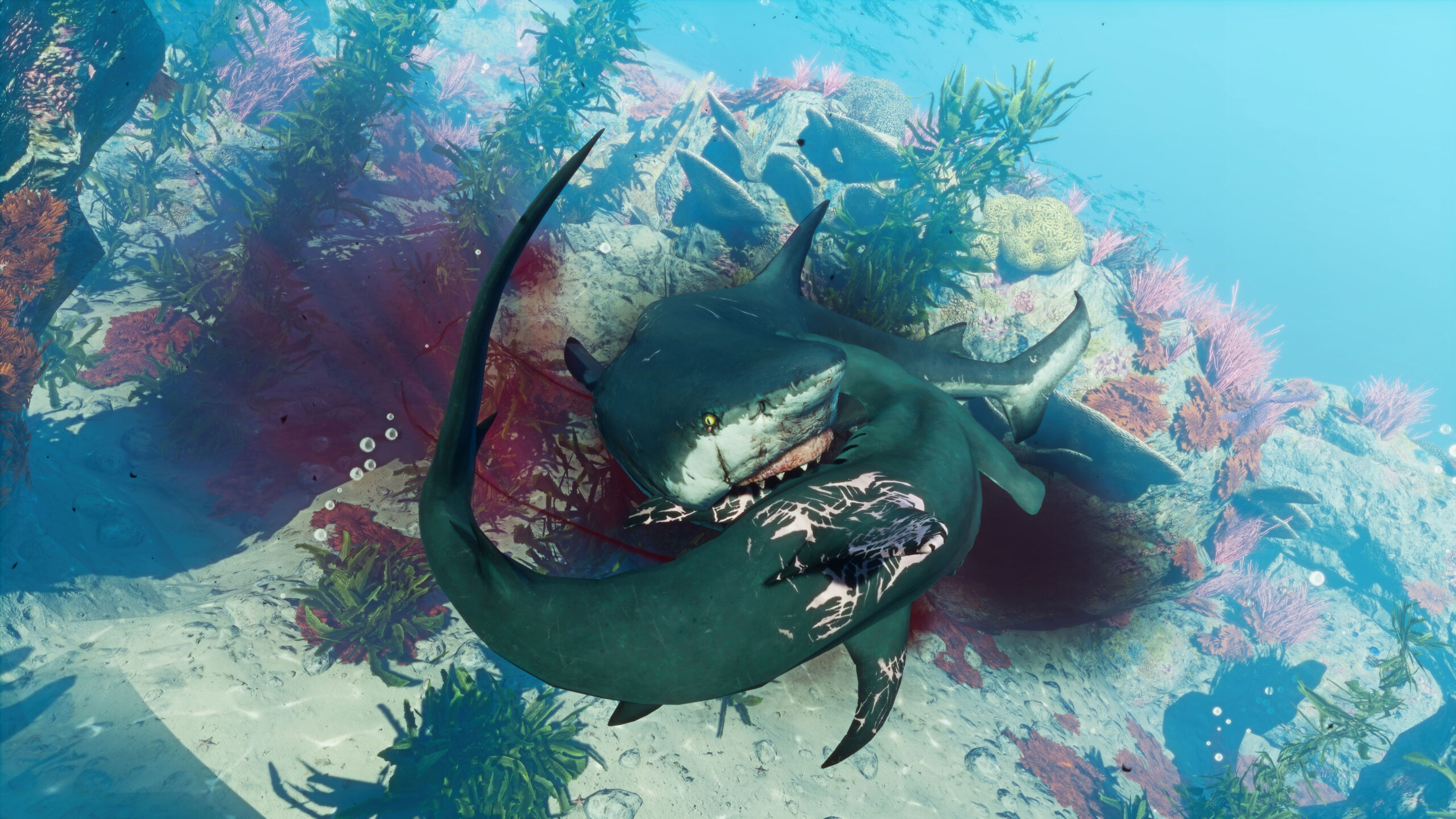 'Cause everybody is shark-fu fighting.