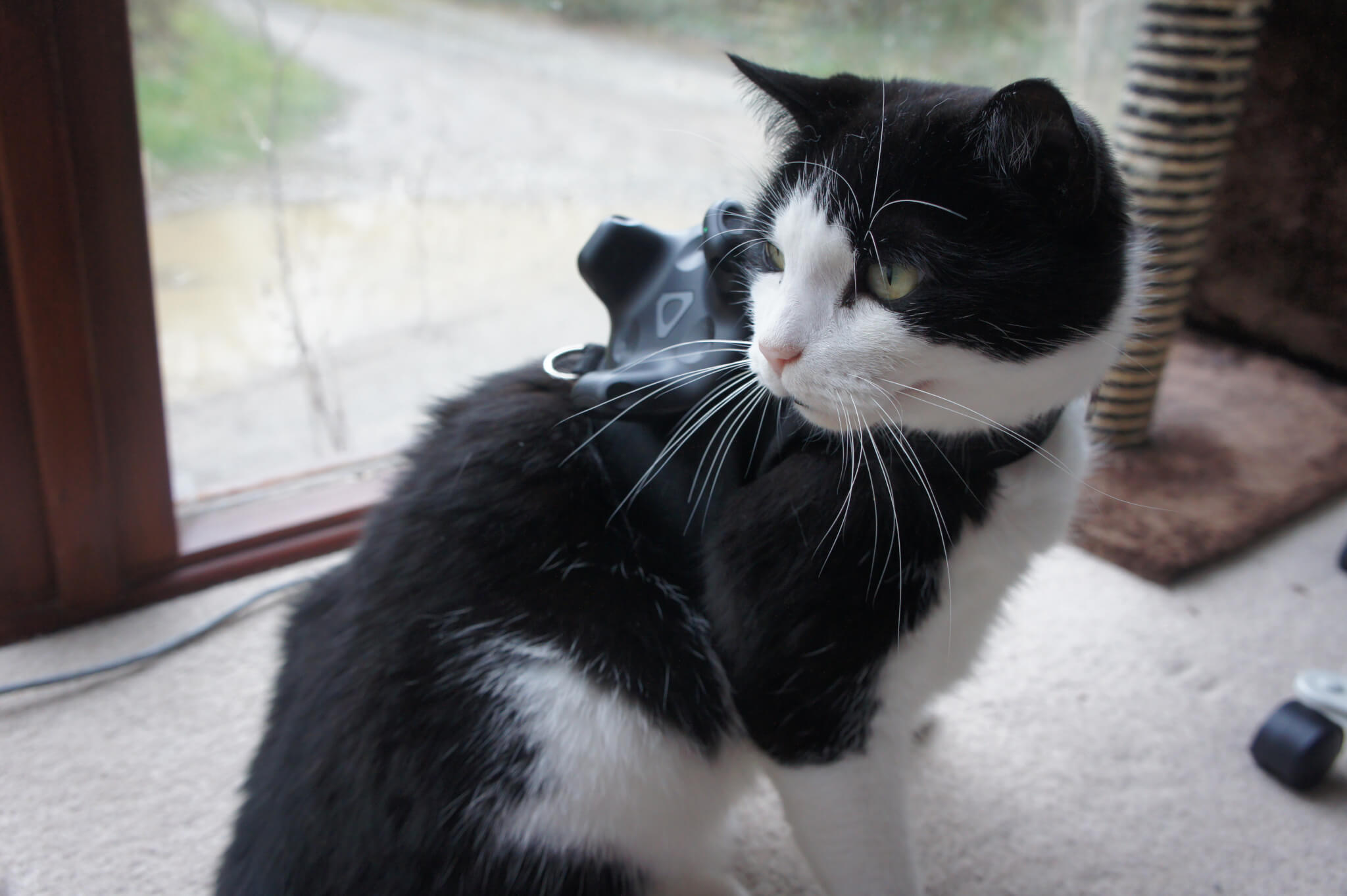 Good kitty!
