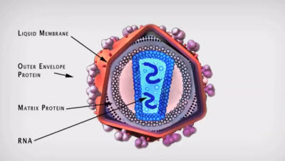capsid