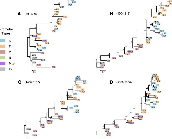 DNA