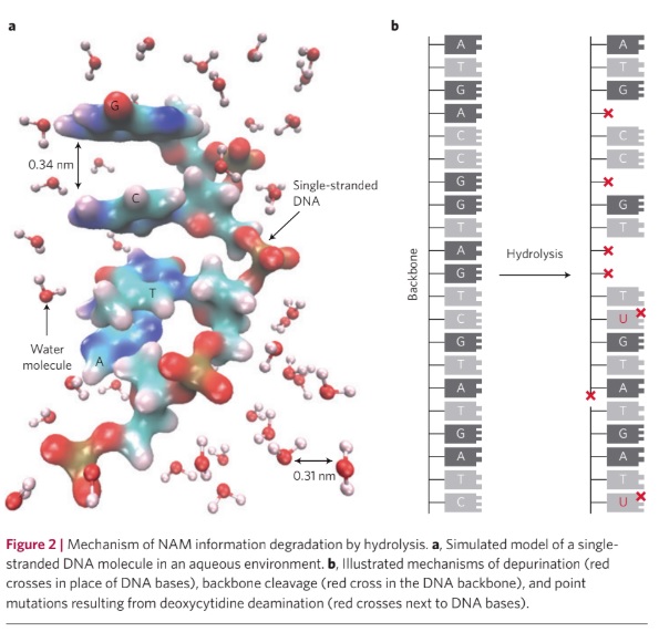 How DNA may need error correction.