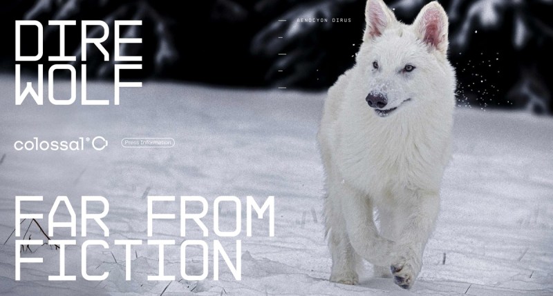 Colossal Biosciences brought the dire wolf back from extinction.