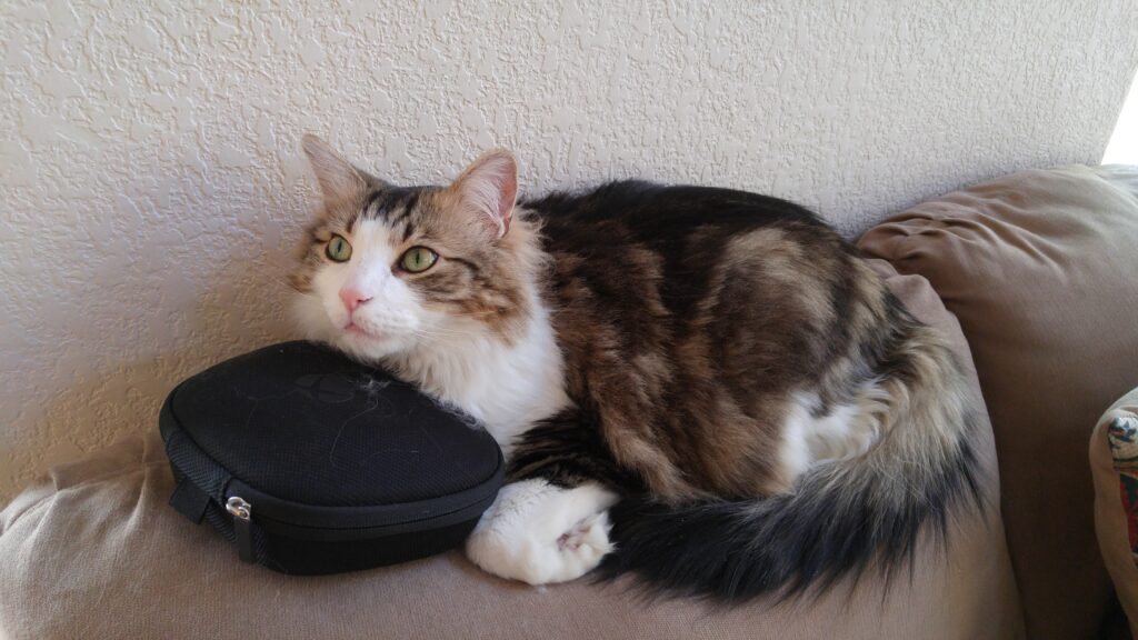 I sat on my cat because of VR