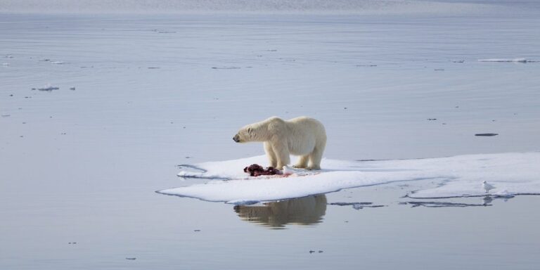 The future is looking more and more bleak for the wildlife of the Arctic, especially the polar bears. These bears rely on the sea ice to hunt their favorite prey, seals, and this large male bear seen here, seems to be looking across the Arctic in disbelief as his world disappears beneath him.