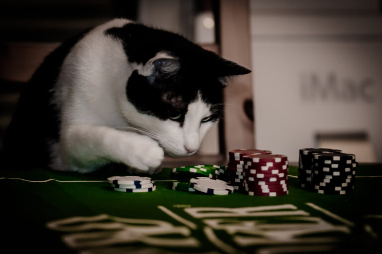 Can cats gample online?
