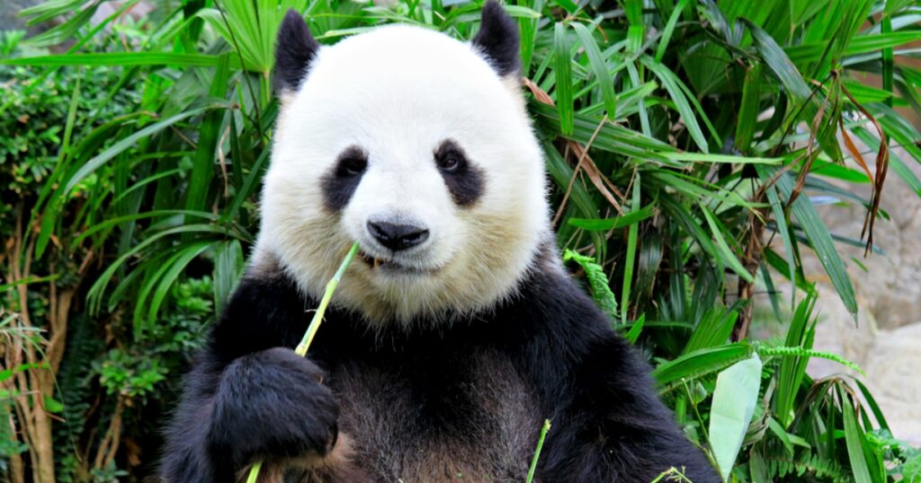 Watch out Amazon, China is launching a Twitch rival called Panda TV