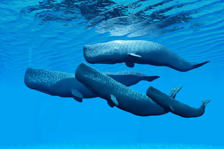 Whales are big-time spenders in games.