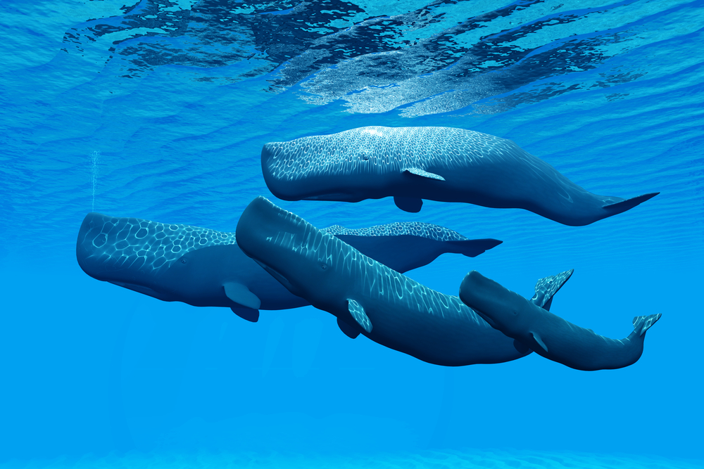 Whales are big-time spenders in games.