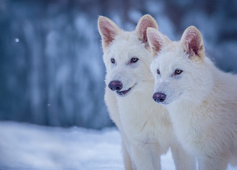 Romulus and Remus are dire wolves brought back from extinction.