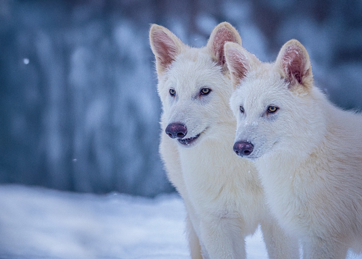 Romulus and Remus are dire wolves brought back from extinction.