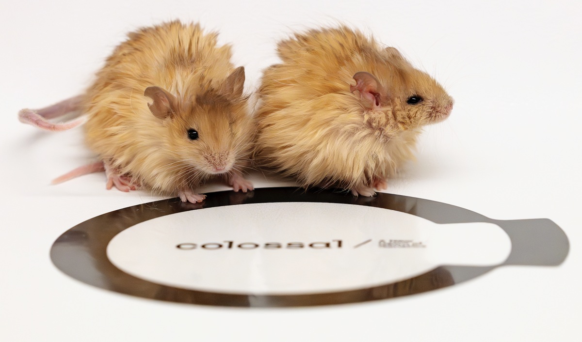 Colossal Biosciences announced it has genetically engineered the Colossal Woolly Mouse.